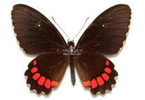 PARIDES ERITHALION POLYZELUS